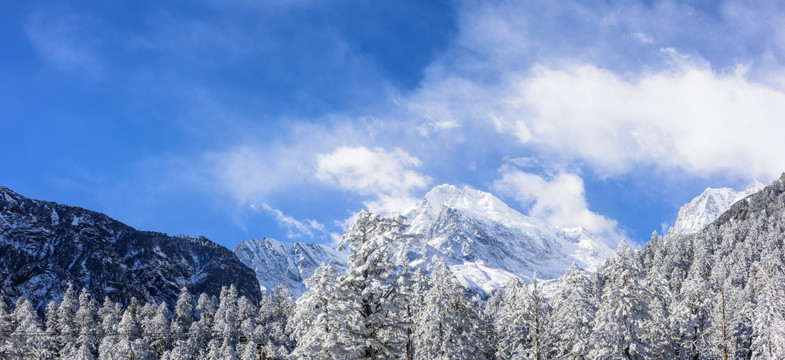 雪山和雪松