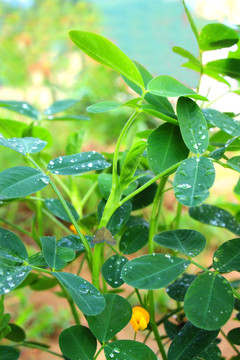 花生植株