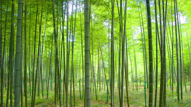 竹林