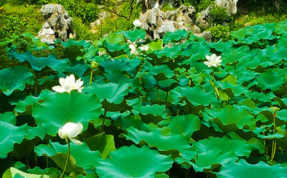 荷花 中国科学技术大学