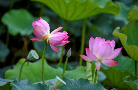 并蒂莲
