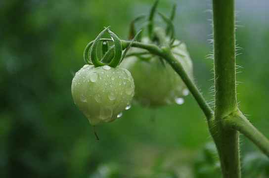 初生的蕃茄