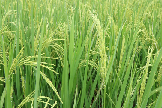 水稻稻田
