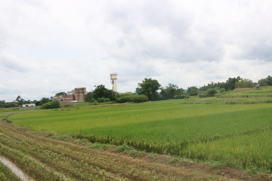 稻田稻谷水稻