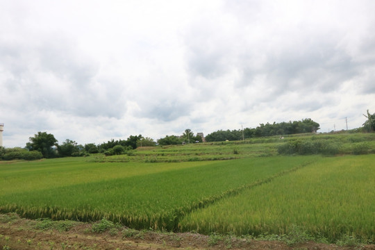 稻田稻谷水稻