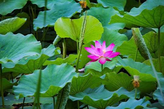 荷花 孙文莲