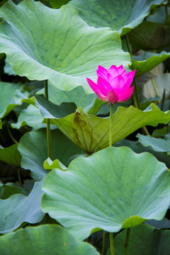 荷花 孙文莲