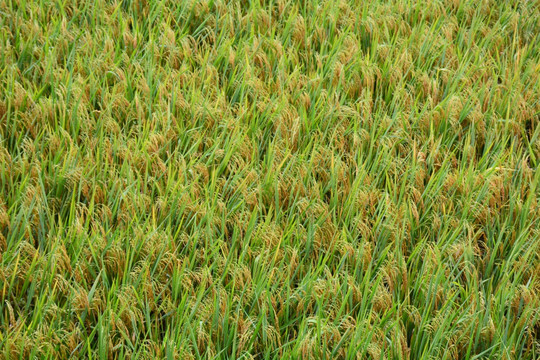 成熟水稻 稻穗