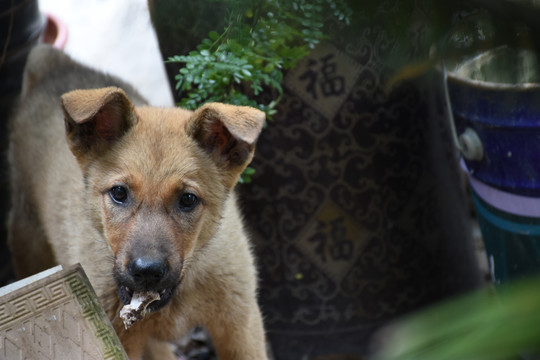 土狗