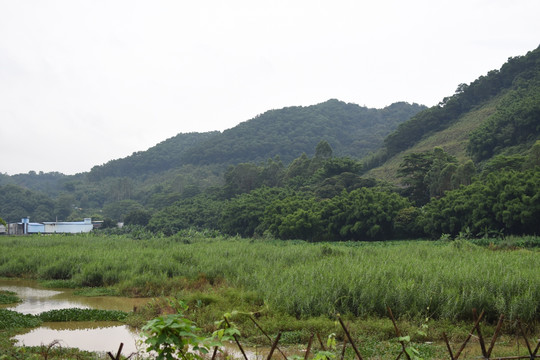 田园沼泽