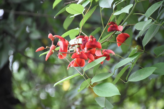 变叶珊瑚花