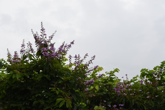 枝叶花卉