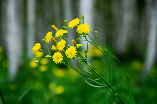 野花白桦林