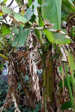 芭蕉 香蕉 植物 绿叶 芭蕉树
