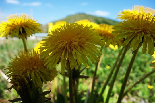 黄花地丁
