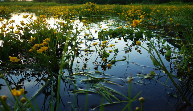 湿地花朵