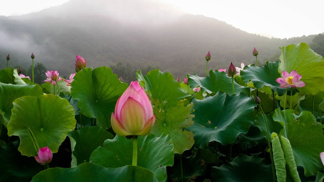 山坳里的荷花