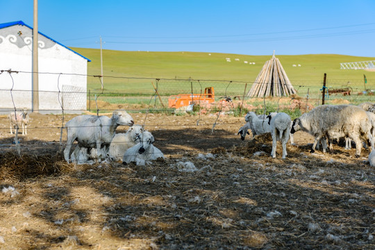 羊群 草原牧场