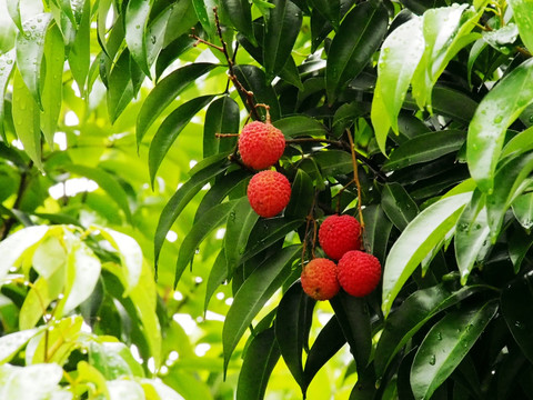 荔枝树 香荔 水果 果实