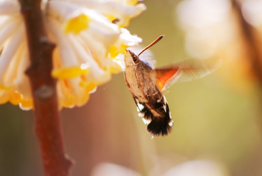 蜂鸟蛾与结香花