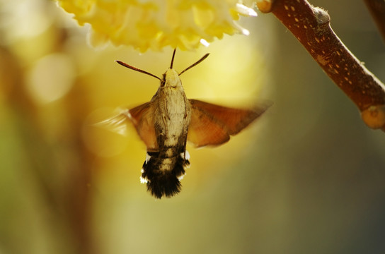 蜂鸟蛾与结香花