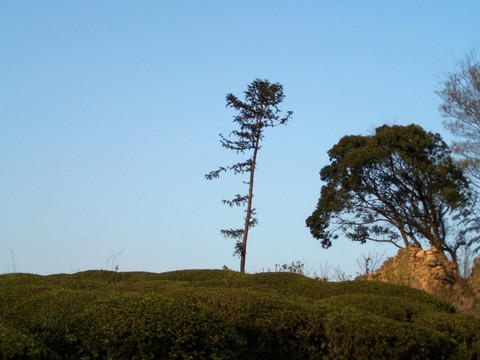 茶园 古村 大树