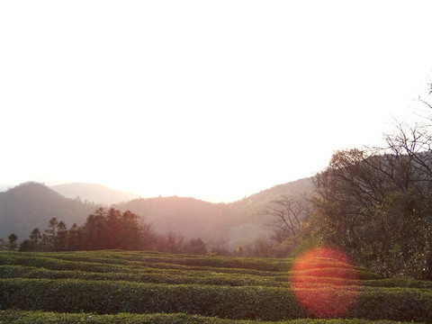 茶山 茶园 茶圃