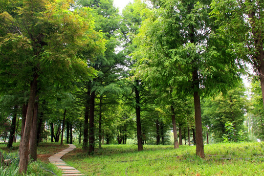 公园风景  树林