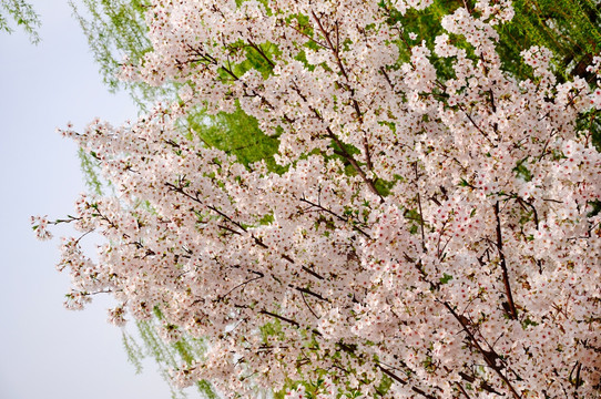 北京玉渊潭公园的樱花