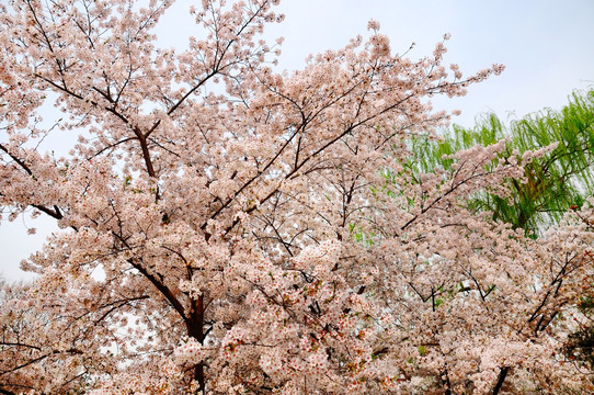 北京玉渊潭公园的樱花