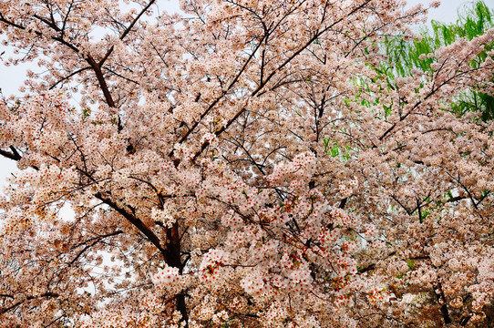 玉渊潭公园的樱花