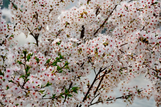春色樱花