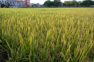 乡村水稻丰收景色