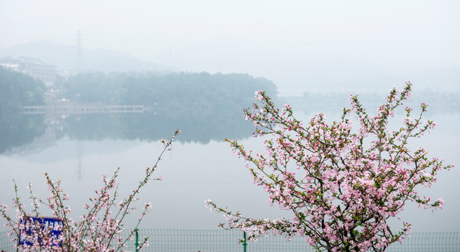 垂丝海棠