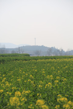 油菜花