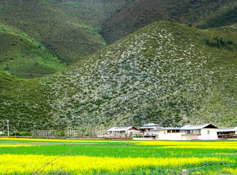 藏区田园风光