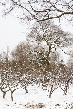 梅花山雪景