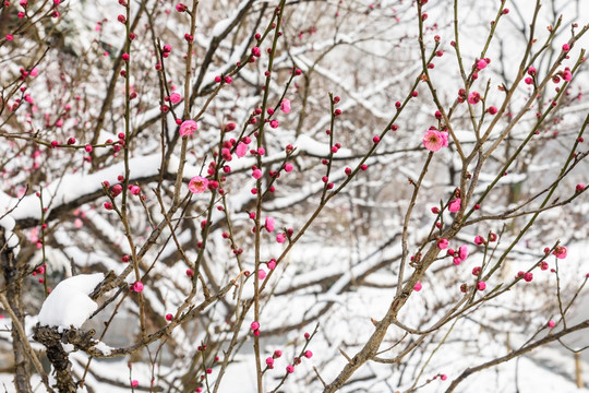 被雪覆盖的梅花树树枝