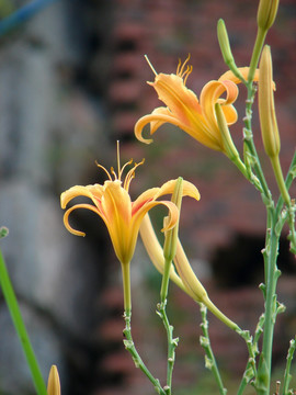 黄花菜