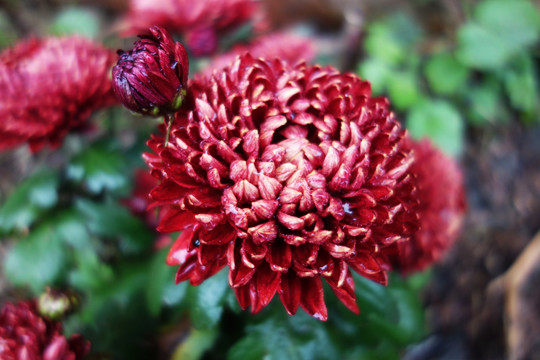 大红菊
