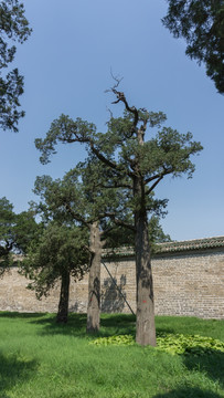 草地 松林 松树 森林 自然