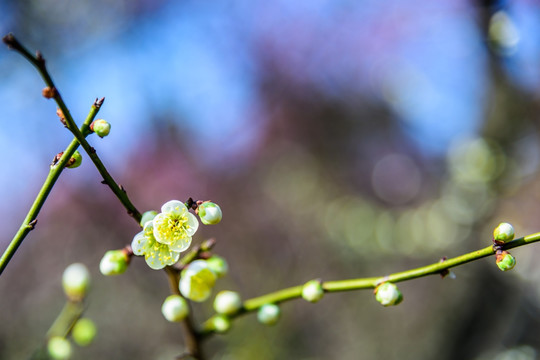 梅花盛开