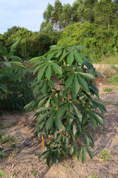 古井木薯树葛植物