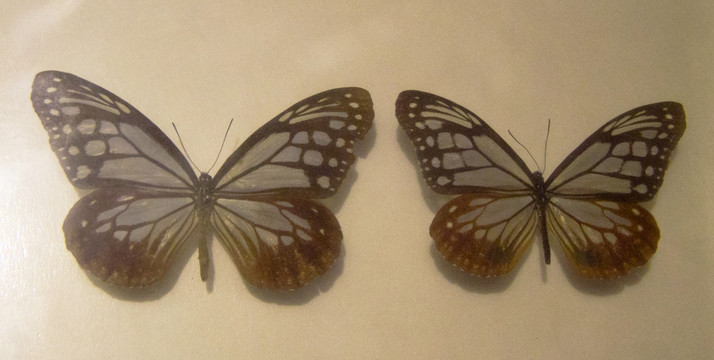 海南大绢斑蝶