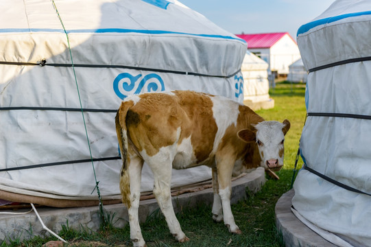 奶牛犊 蒙古包