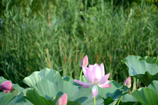 荷花