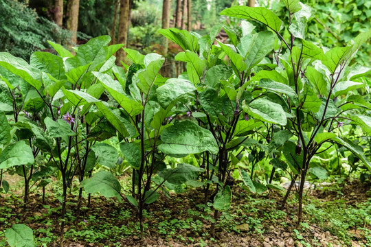 农家生态蔬菜种植 农家生态养殖