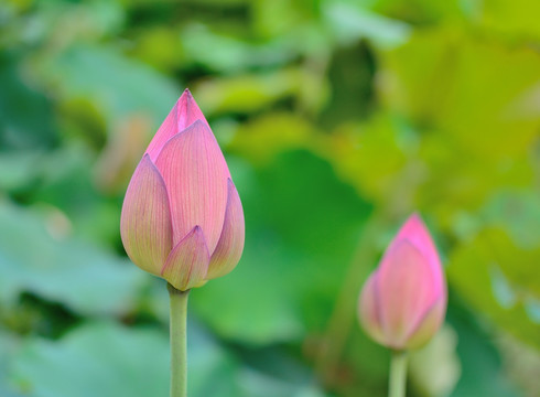 两朵红色莲花