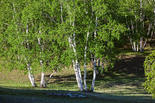 夏季的白桦树