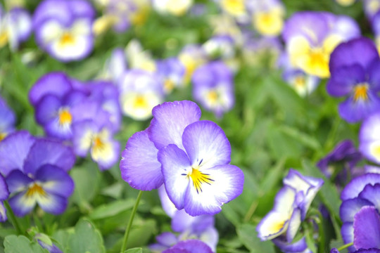 鲜花